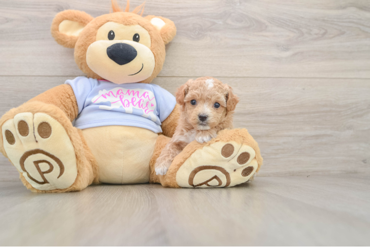 Maltipoo Pup Being Cute
