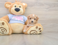 6 week old Maltipoo Puppy For Sale - Premier Pups