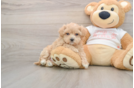 Energetic Maltepoo Poodle Mix Puppy