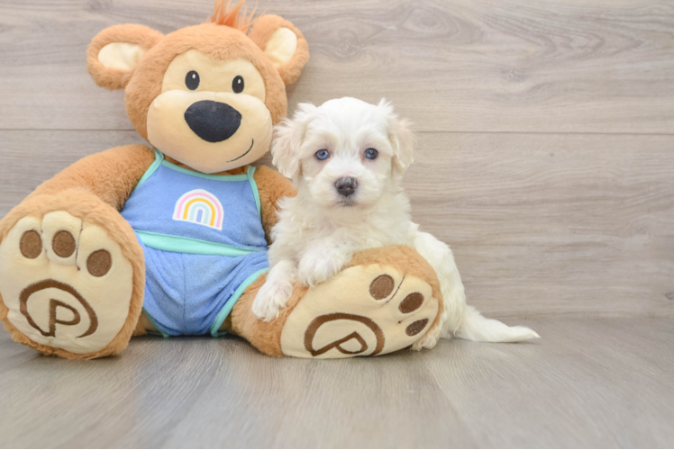 Maltipoo Puppy for Adoption
