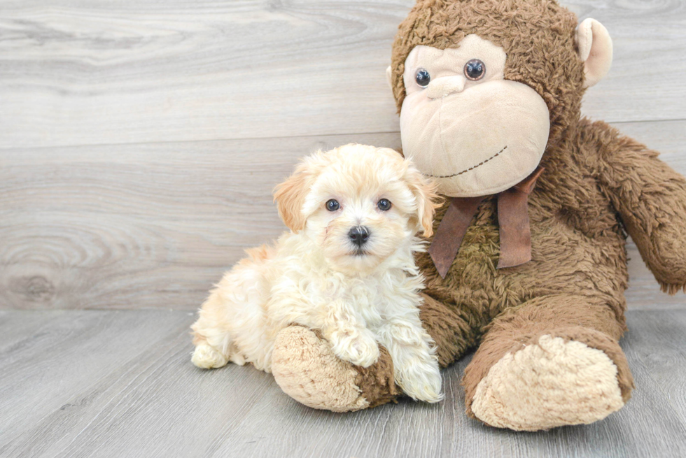 Maltipoo Puppy for Adoption