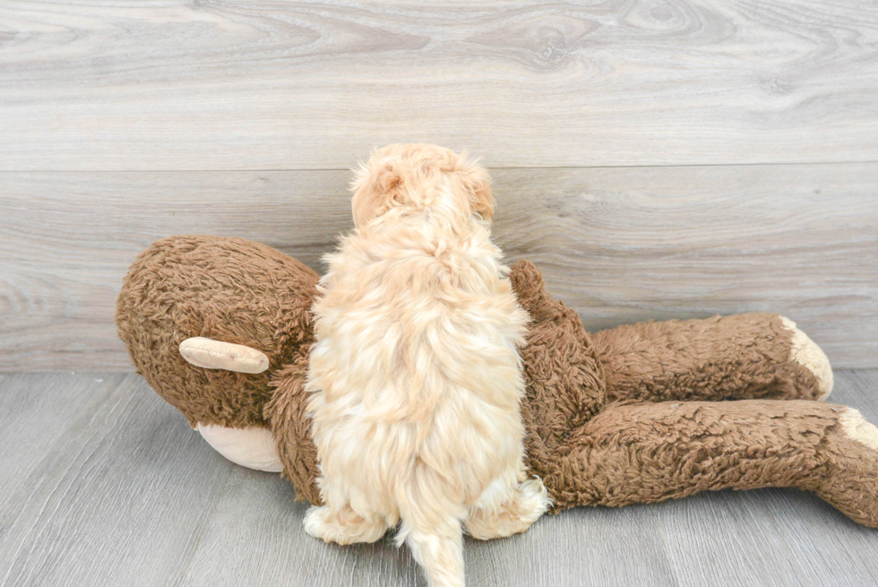 Energetic Maltepoo Poodle Mix Puppy