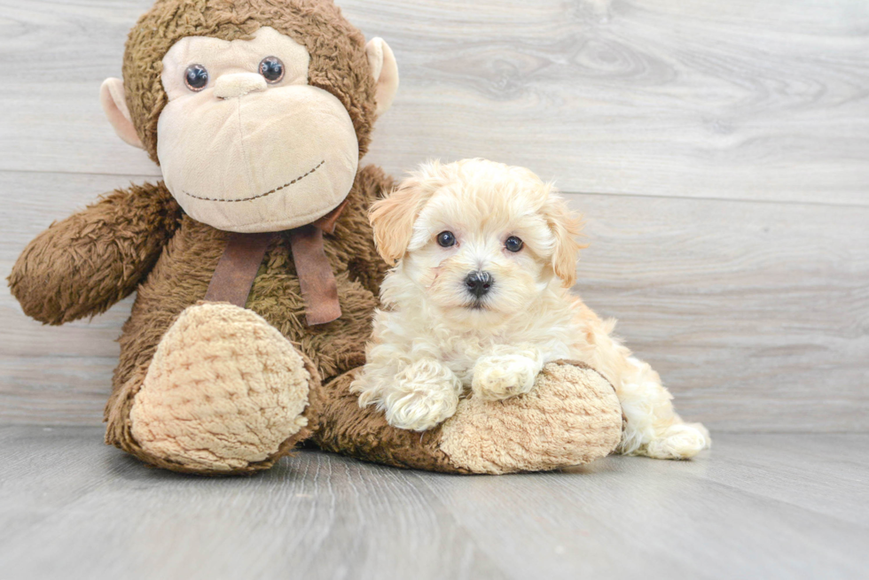 Best Maltipoo Baby