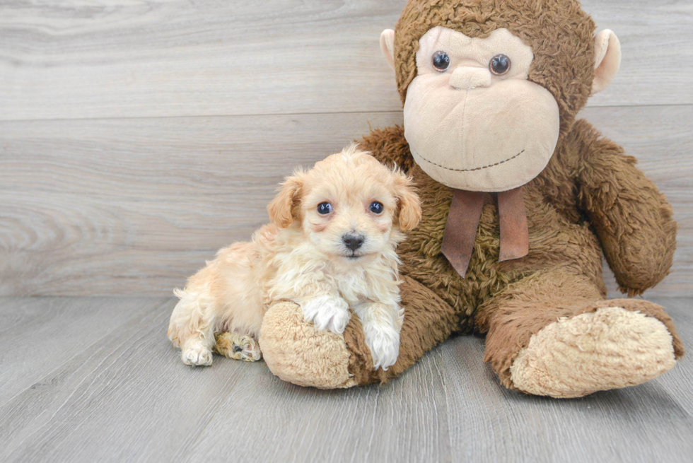 Happy Maltipoo Baby