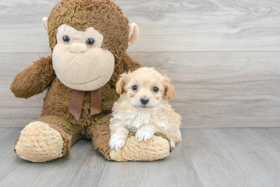 Cute Maltipoo Baby