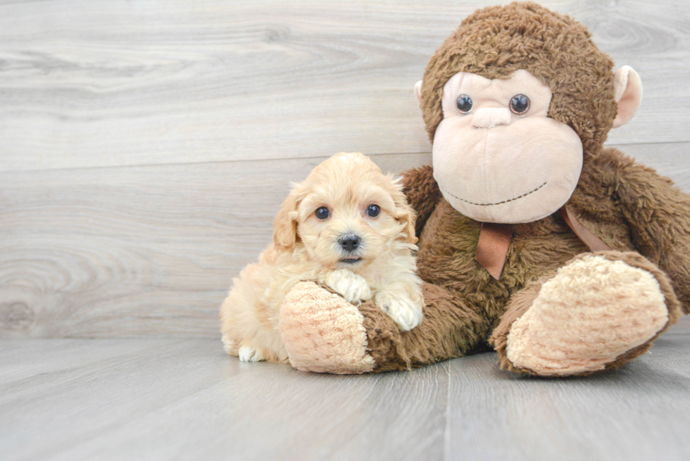 Maltipoo Pup Being Cute