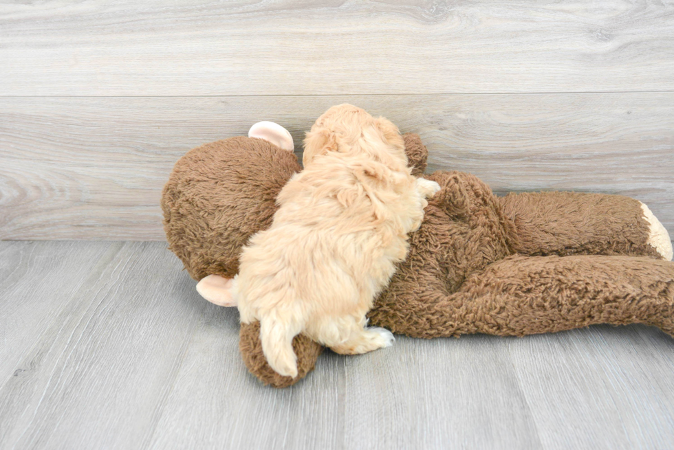 Smart Maltipoo Poodle Mix Pup