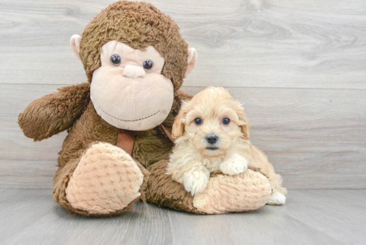 Popular Maltipoo Poodle Mix Pup