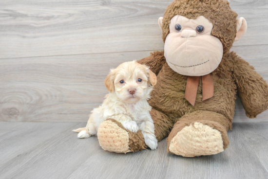 Maltipoo Puppy for Adoption