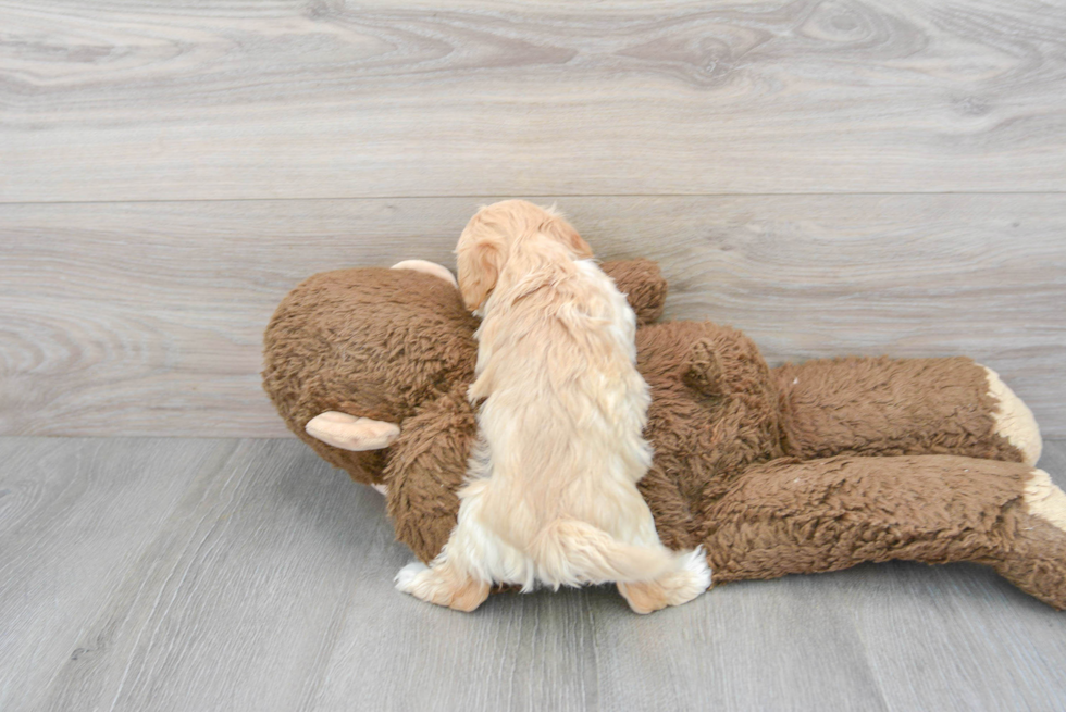 Fluffy Maltipoo Poodle Mix Pup