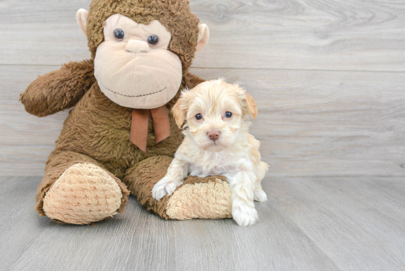 Meet Lenora - our Maltipoo Puppy Photo 3/3 - Premier Pups