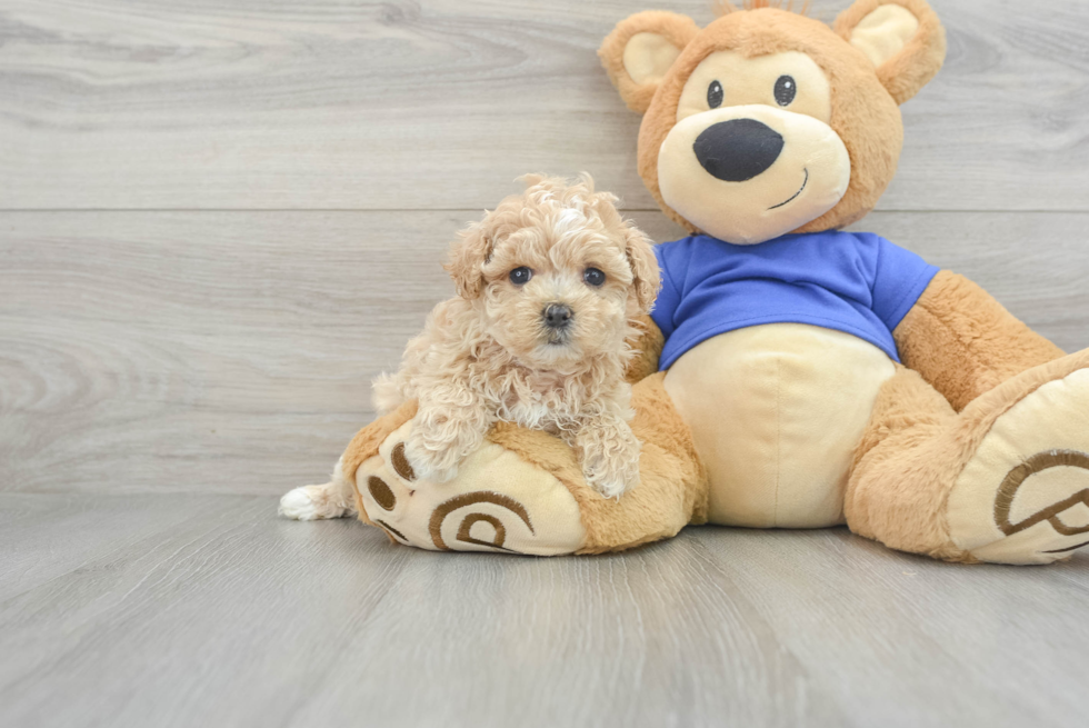 Funny Maltipoo Poodle Mix Pup