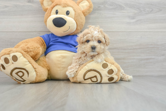 Fluffy Maltipoo Poodle Mix Pup