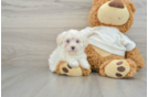 Best Maltipoo Baby