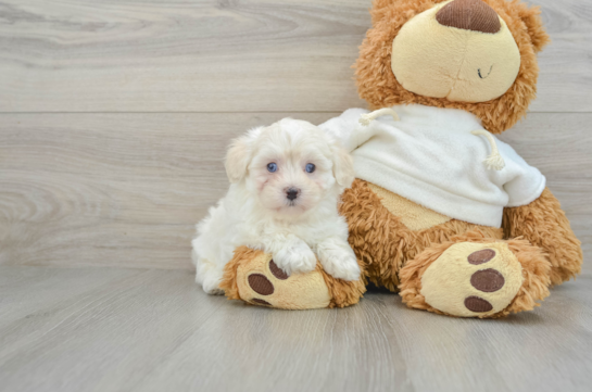 Best Maltipoo Baby