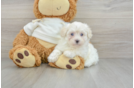 Smart Maltipoo Poodle Mix Pup