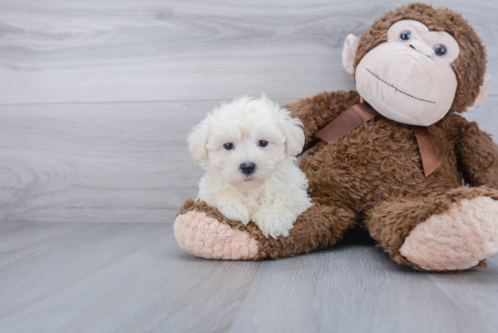 Adorable Maltepoo Poodle Mix Puppy