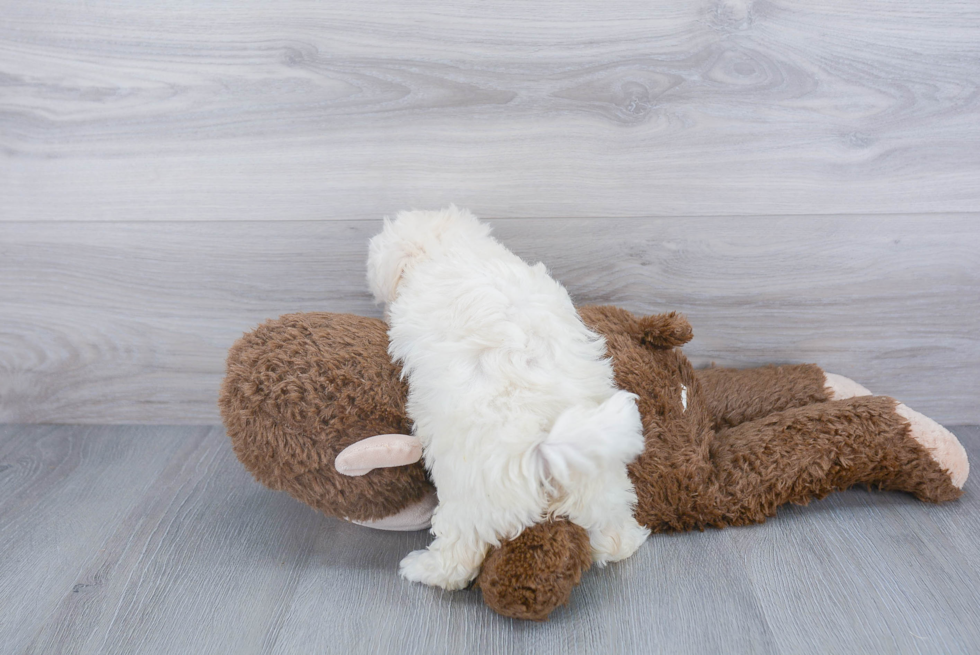 Maltipoo Pup Being Cute