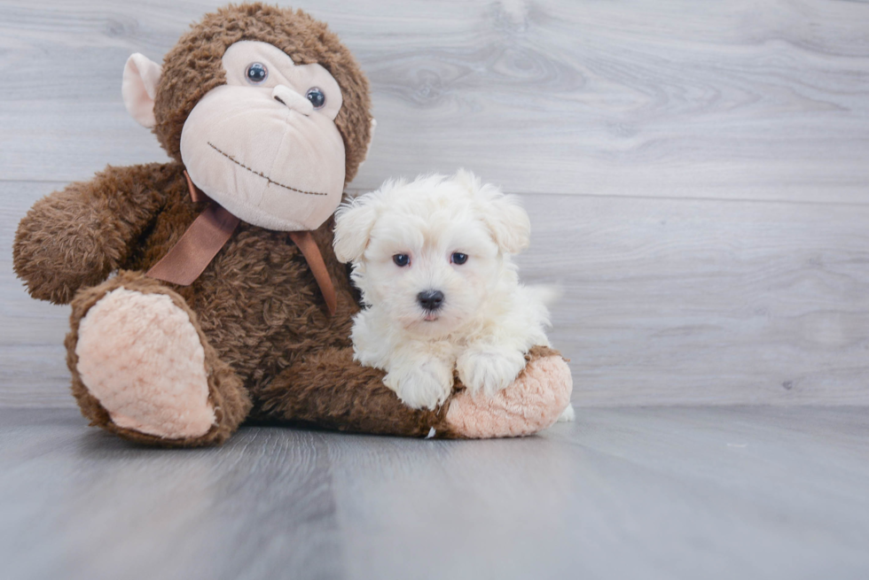 Sweet Maltipoo Baby