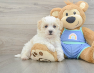 8 week old Maltipoo Puppy For Sale - Premier Pups