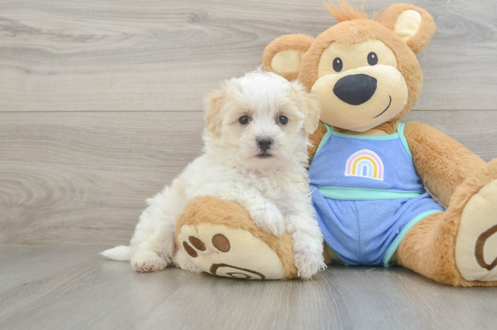 6 week old Maltipoo Puppy For Sale - Premier Pups