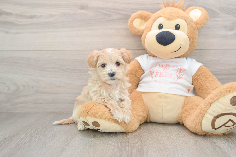 Maltipoo Pup Being Cute