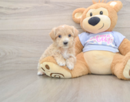 7 week old Maltipoo Puppy For Sale - Premier Pups