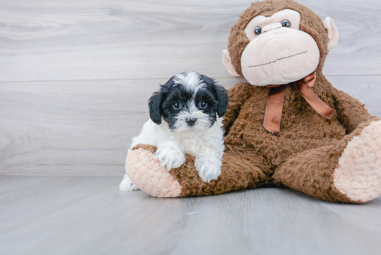 Playful Maltepoo Poodle Mix Puppy