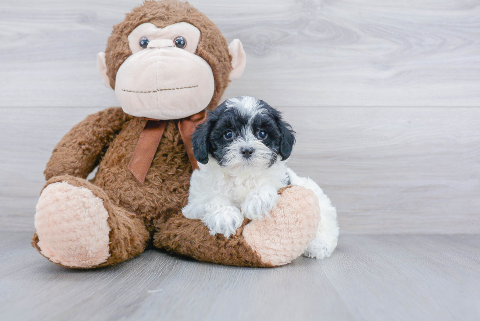 Maltipoo Puppy for Adoption