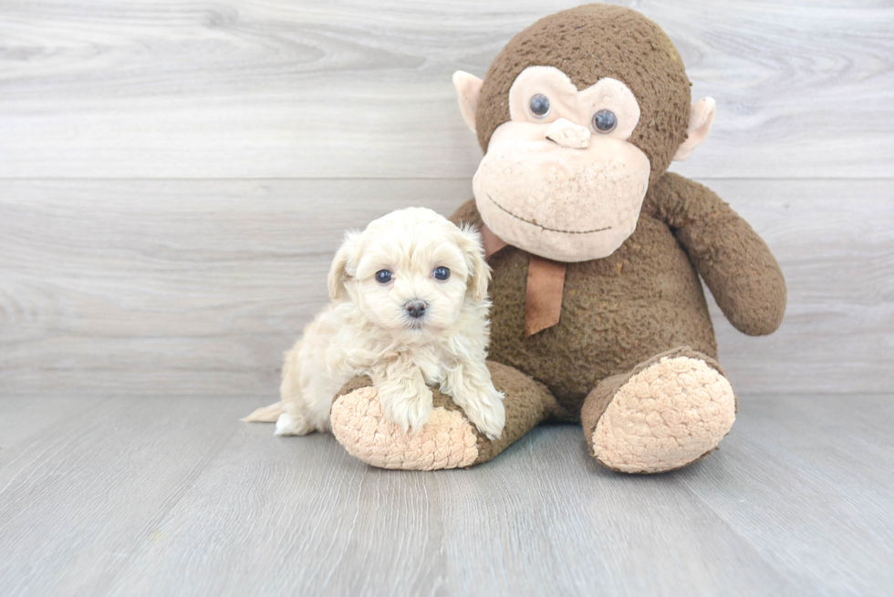 Maltipoo Pup Being Cute