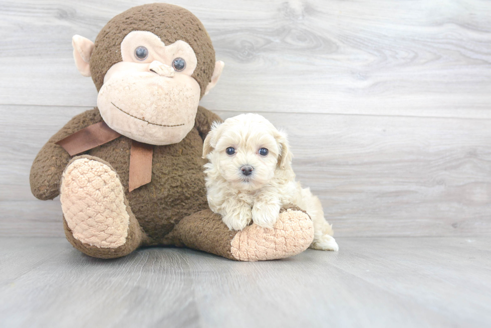 Maltipoo Puppy for Adoption