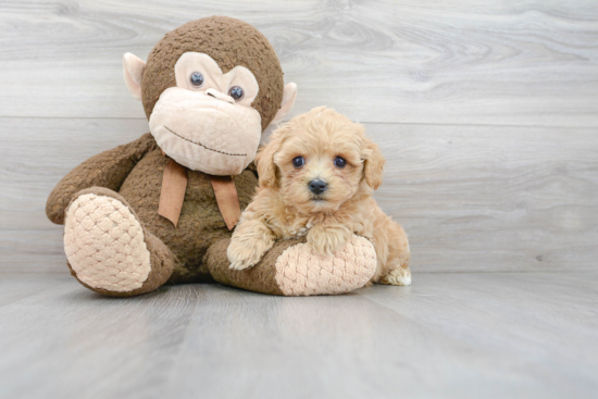 Maltipoo Pup Being Cute