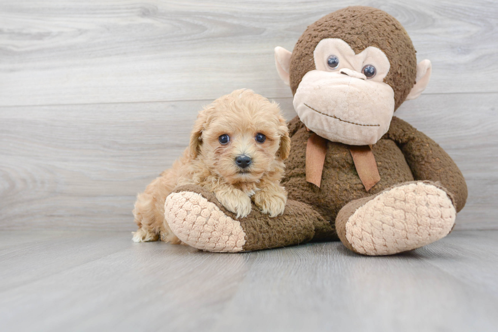 Best Maltipoo Baby