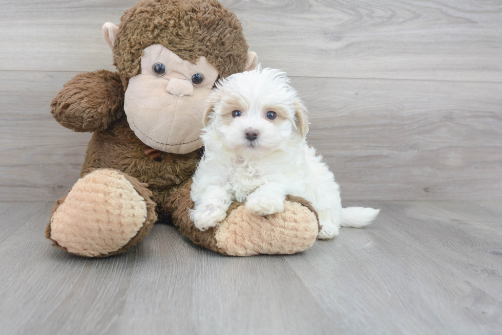 Maltipoo Pup Being Cute