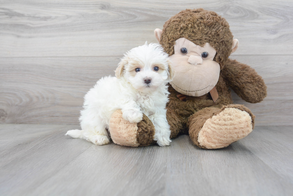 Popular Maltipoo Poodle Mix Pup