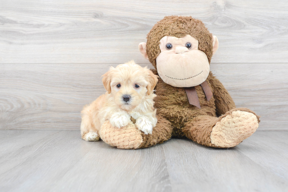 Best Maltipoo Baby