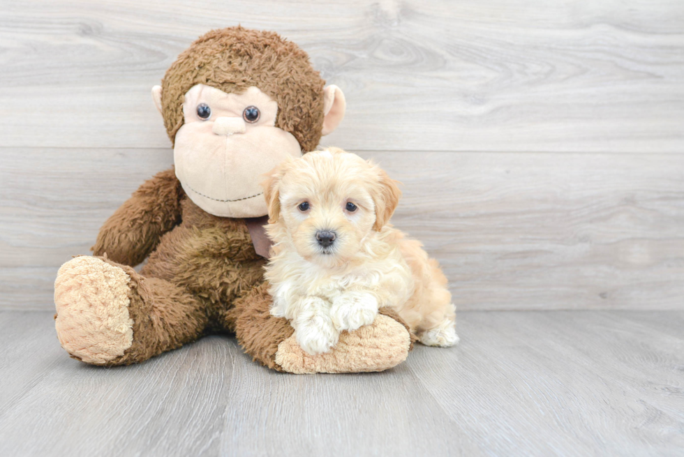 Funny Maltipoo Poodle Mix Pup