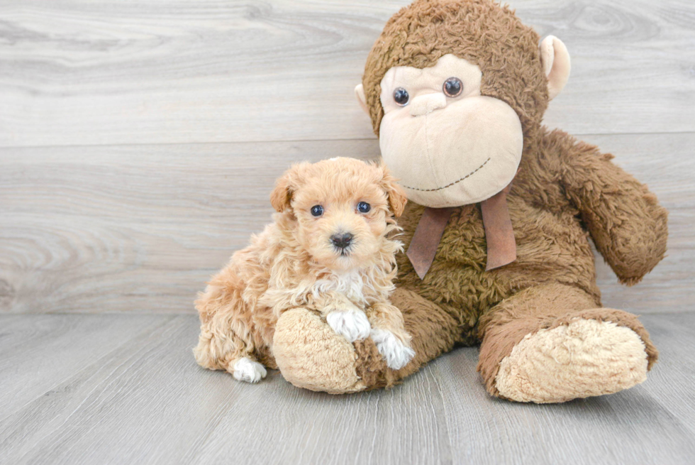 Small Maltipoo Baby