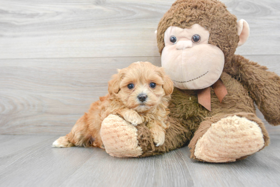 Small Maltipoo Baby