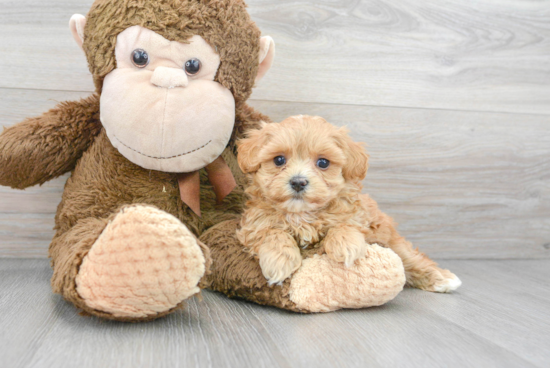 Maltipoo Puppy for Adoption