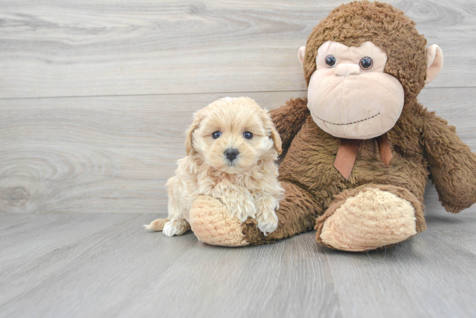 Maltipoo Puppy for Adoption