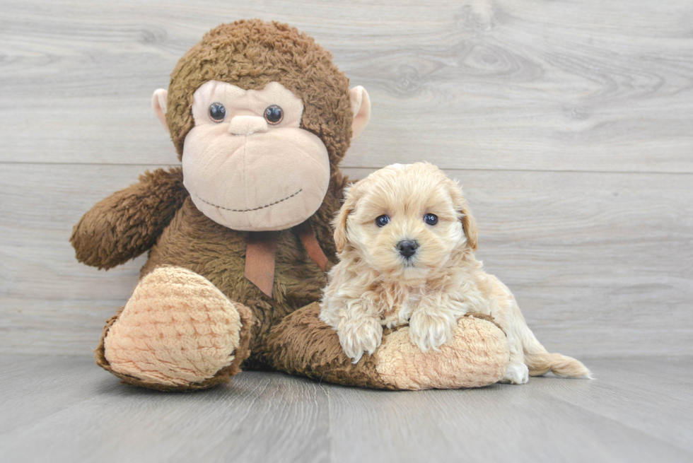 Popular Maltipoo Poodle Mix Pup