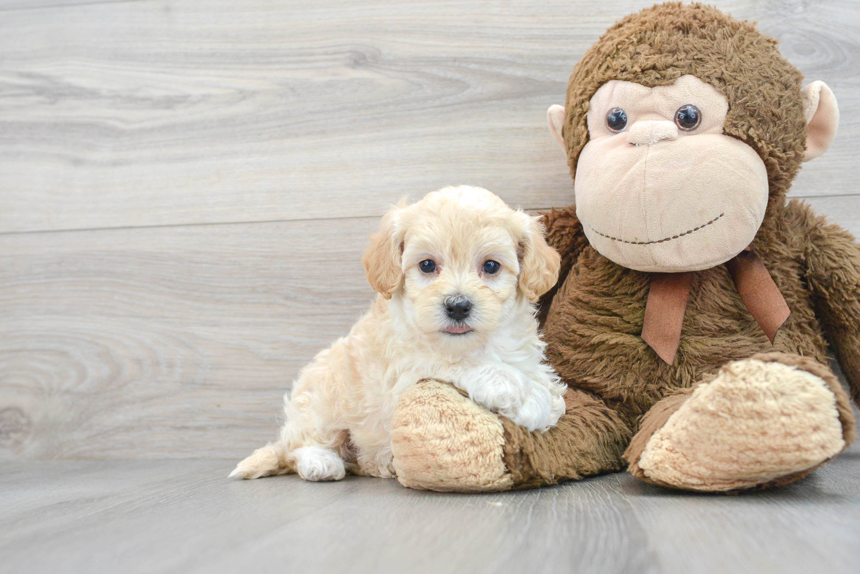 Small Maltipoo Baby