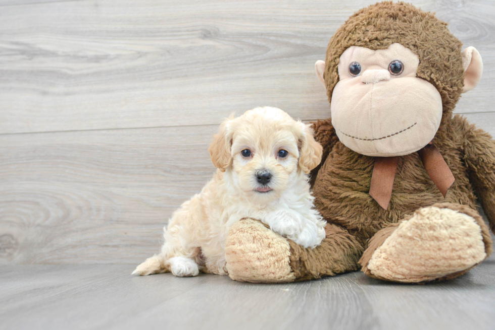 Small Maltipoo Baby