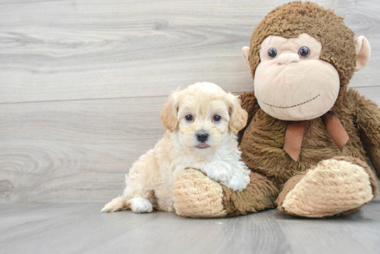 Small Maltipoo Baby