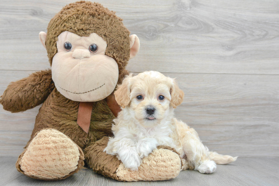 Maltipoo Pup Being Cute