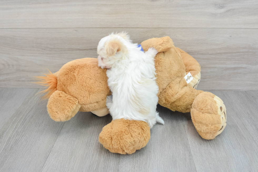 Fluffy Maltipoo Poodle Mix Pup