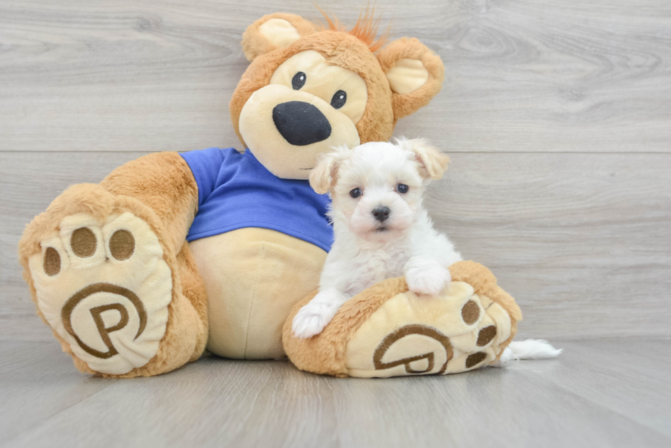 Happy Maltipoo Baby