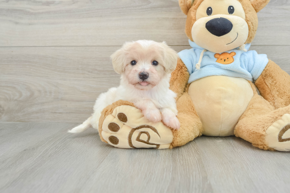 Funny Maltipoo Poodle Mix Pup