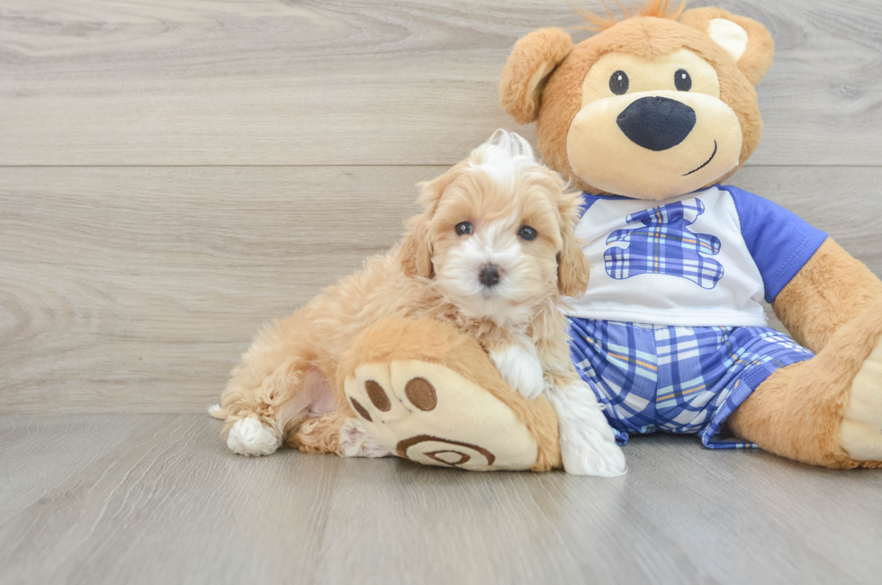 7 week old Maltipoo Puppy For Sale - Premier Pups